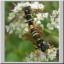 Tenthredo omissa - Blattwespe 01.jpg